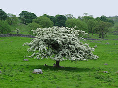 photo "A shade for sheep"