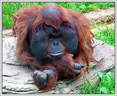 photo "Orang-utan"
