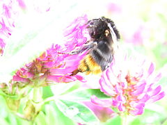 фото "The Abstract bee"