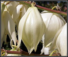 photo "Yucca`s flowers"