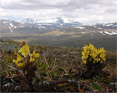 фото "Pedicularis oederi"