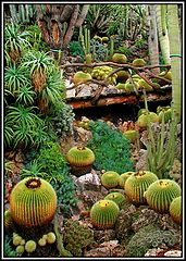 фото "Cactaceous field"