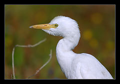 photo "Serial Killer - Cattle Egret - Bubulcus ibis"