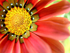 фото "flower"