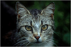 photo "Just a cat"