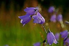 фото "Bellflower"