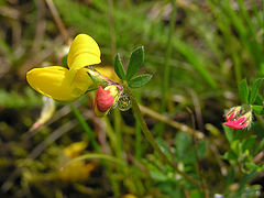 фото "some flower"