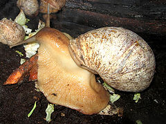 photo "snail #2"