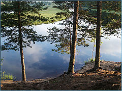 фото "Деревья"