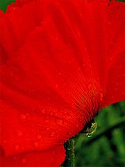 photo "poppy"