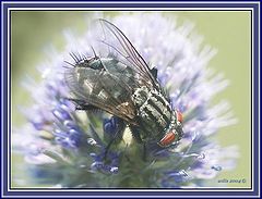 фото "The fly in adidas"