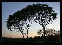 фото ""Africa""