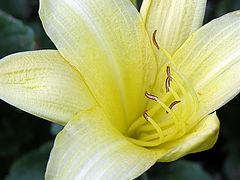 photo "The Yellow Mood"