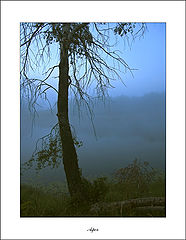 фото "Осина"