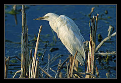 photo "Little Egret - Egretta qarzetta"