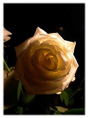 photo "Rose"