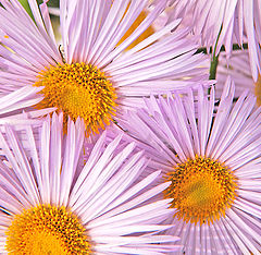 фото "#275"