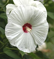 фото "Hibiscus"