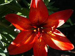 фото "just flower...for you..."