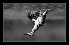 photo "Don`t Kill Birds !!!"