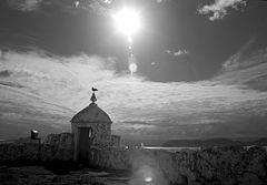 photo "The Gull Under The Sun"
