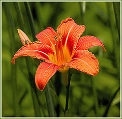 photo "Lily"