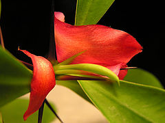 photo "Thing"