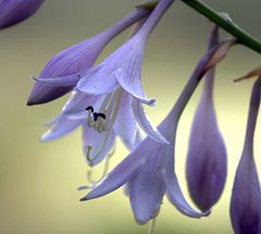 фото "Day Lilies"