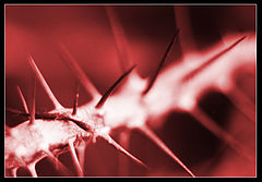 фото "Danger"