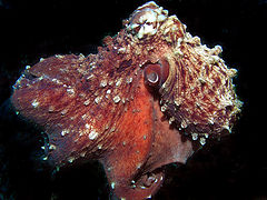 фото "Octopus"