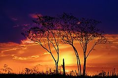 photo "Colors to the dusk"