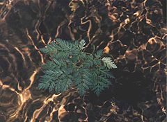 photo "leaf"