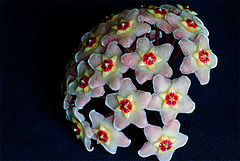 photo "Just flower"
