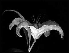 фото "Lily"