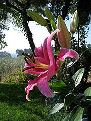 photo "one flower of my garden"