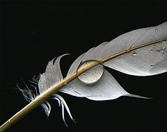 photo "a drop"