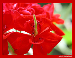 фото "Lady in Red"