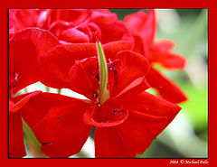 photo "Lady in Red"