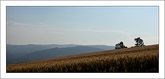 photo "Two Lonely Trees"