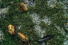 photo "bog"