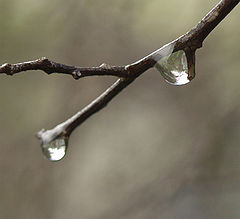 photo "After a rain"
