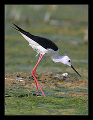 photo "Black-Winged Stilts - Himantopus himantopus"