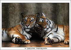 фото "tiger lover"