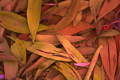 фото "HOJAS"