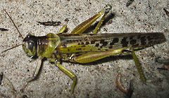 photo "Grasshopper"
