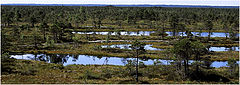 фото "Swamp #2"