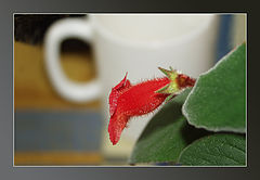 photo "***"