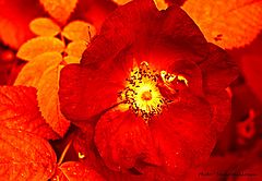 фото "Reds..."