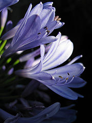 photo "Agapando"