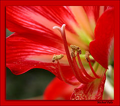 photo "Red Beauty!"